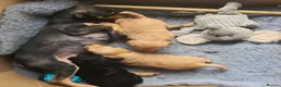 Jackapoo dogs for sale: F1 Jackapoo puppies - Advert 3