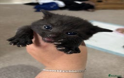 Domestic Shorthair cats for sale: Black and grey kittens - Image 5