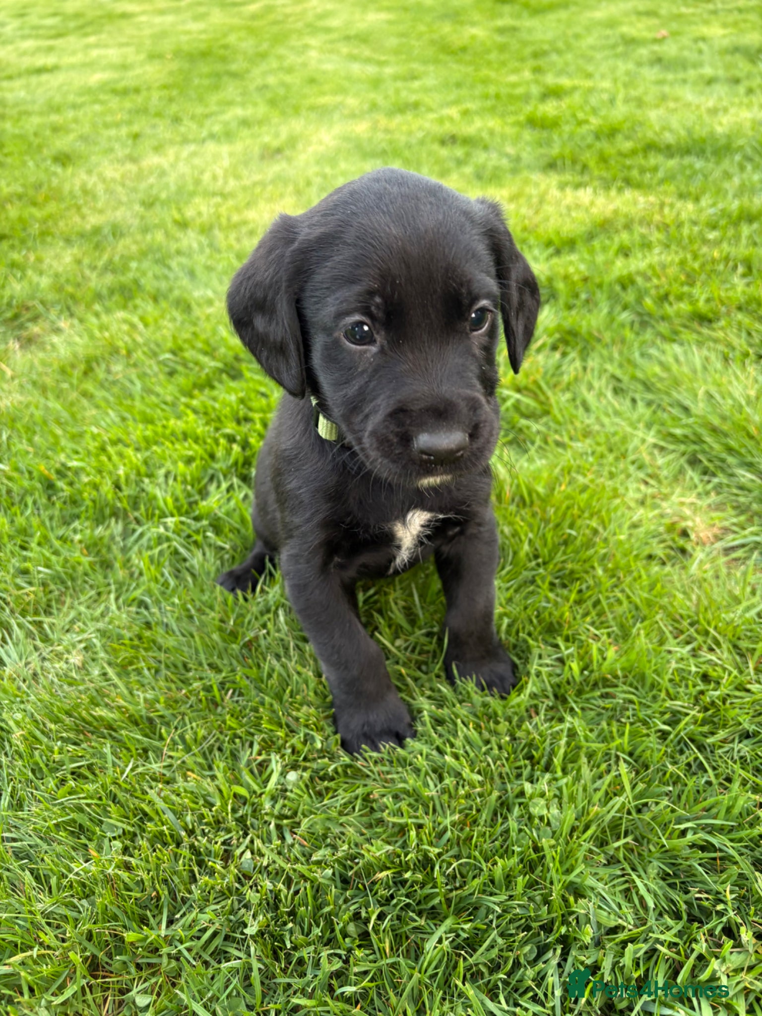 Cockerdor dogs Labrador X Cocker Spaniel Puppies - Advert 2
