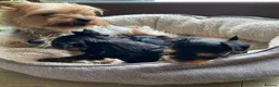Yorkshire Terrier dogs for sale: Adorable Yorkshire Terrier Puppies - Advert 2