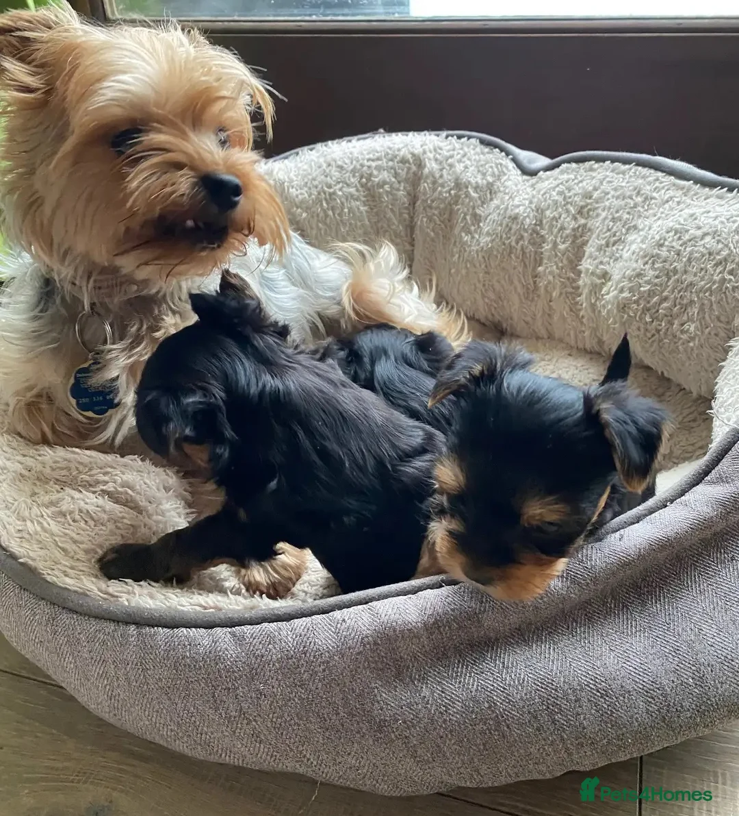 Yorkshire Terrier dogs for sale: Adorable Yorkshire Terrier Puppies - Advert 2