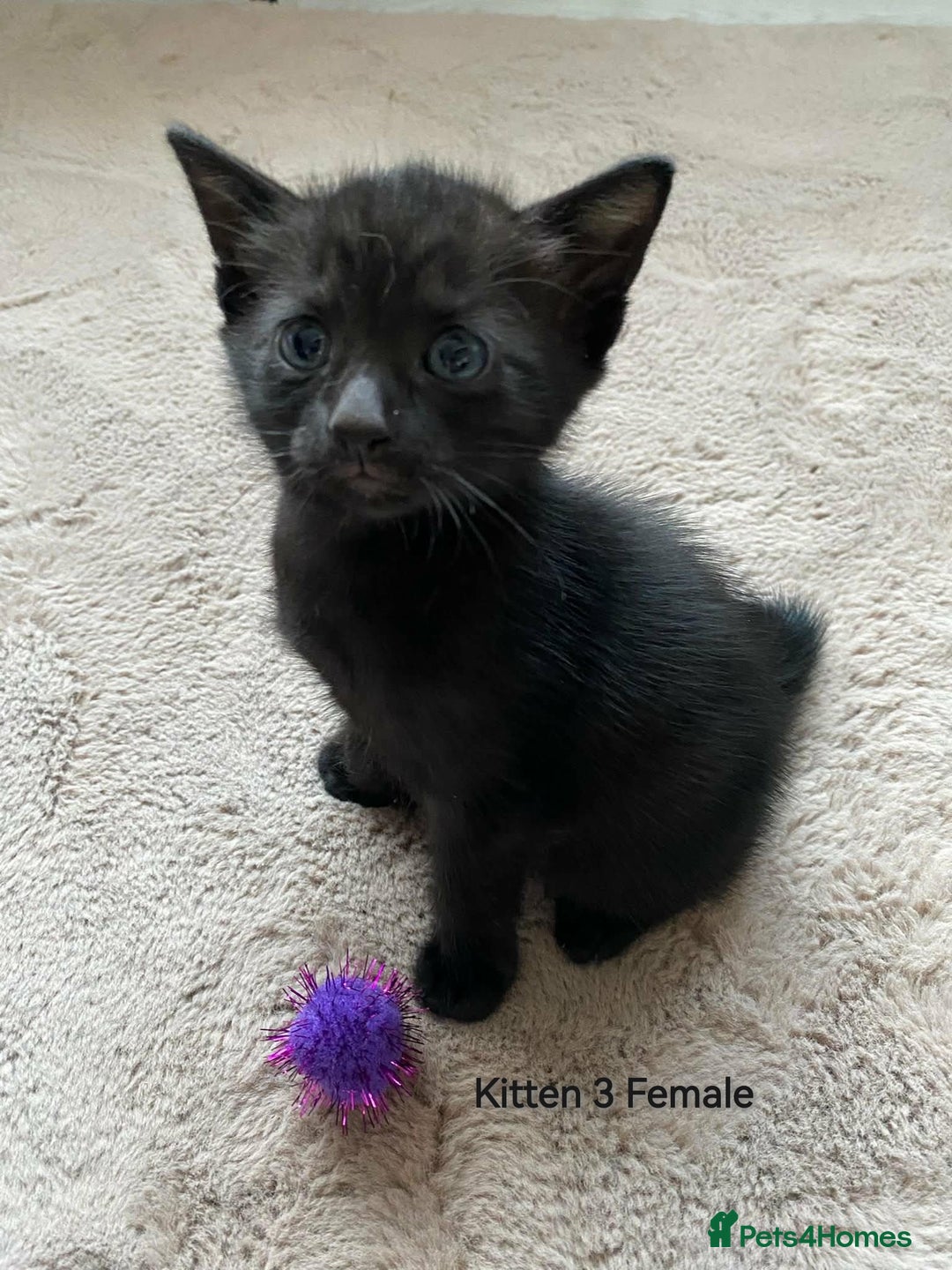 Mixed Breed cats for sale: Siamese Bengal mix kittens  - Advert 14