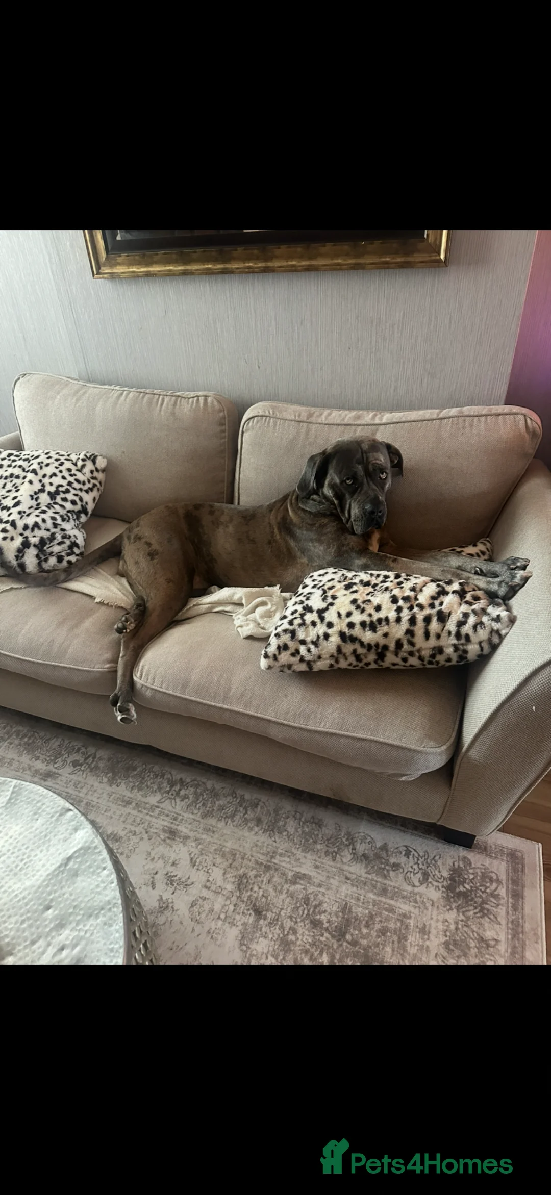 Mixed Breed dogs for sale: cane corso great dane mix female 2 years old  in Nottingham - Advert 5