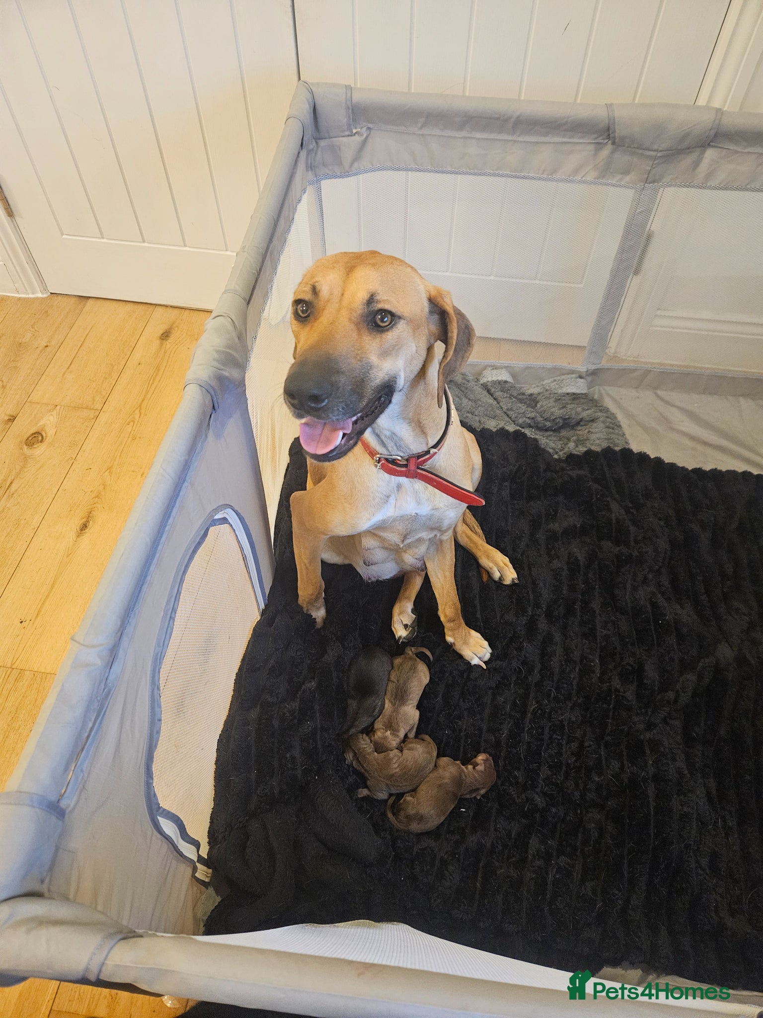 Rhodesian Ridgeback dogs Beautiful ridgeback puppies  - Advert 7