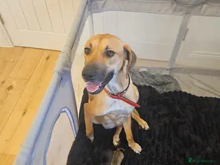 Rhodesian Ridgeback dogs Beautiful ridgeback puppies - Advert 7