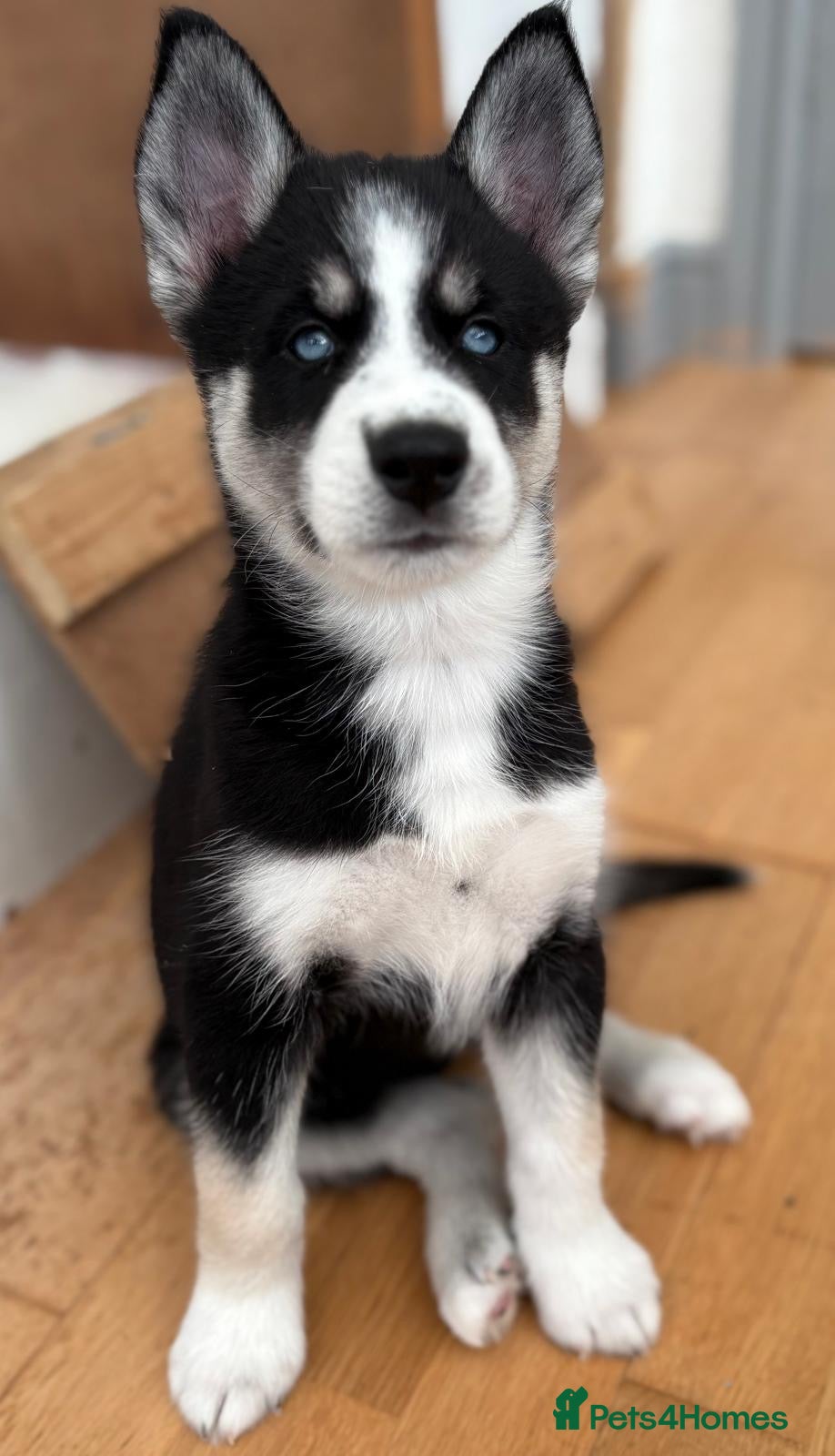 Siberian Husky dogs READY TO BE VIEWED! Gorgeous husky puppies! - Advert 5