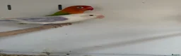 Lovebirds birds for sale: Stunning Various Baby Lovebirds  - Advert 4