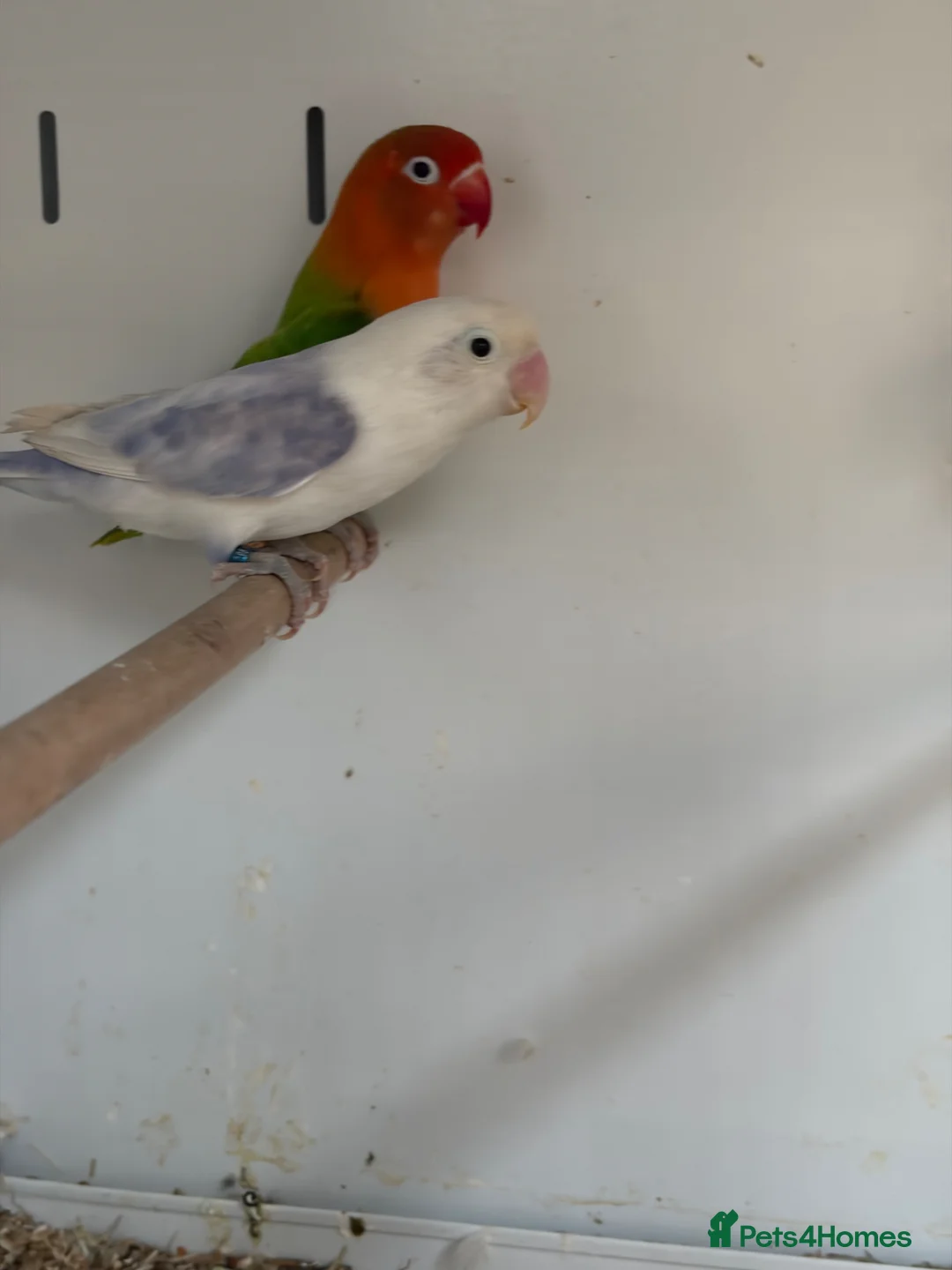 Lovebirds birds for sale: Stunning Various Baby Lovebirds  - Advert 4