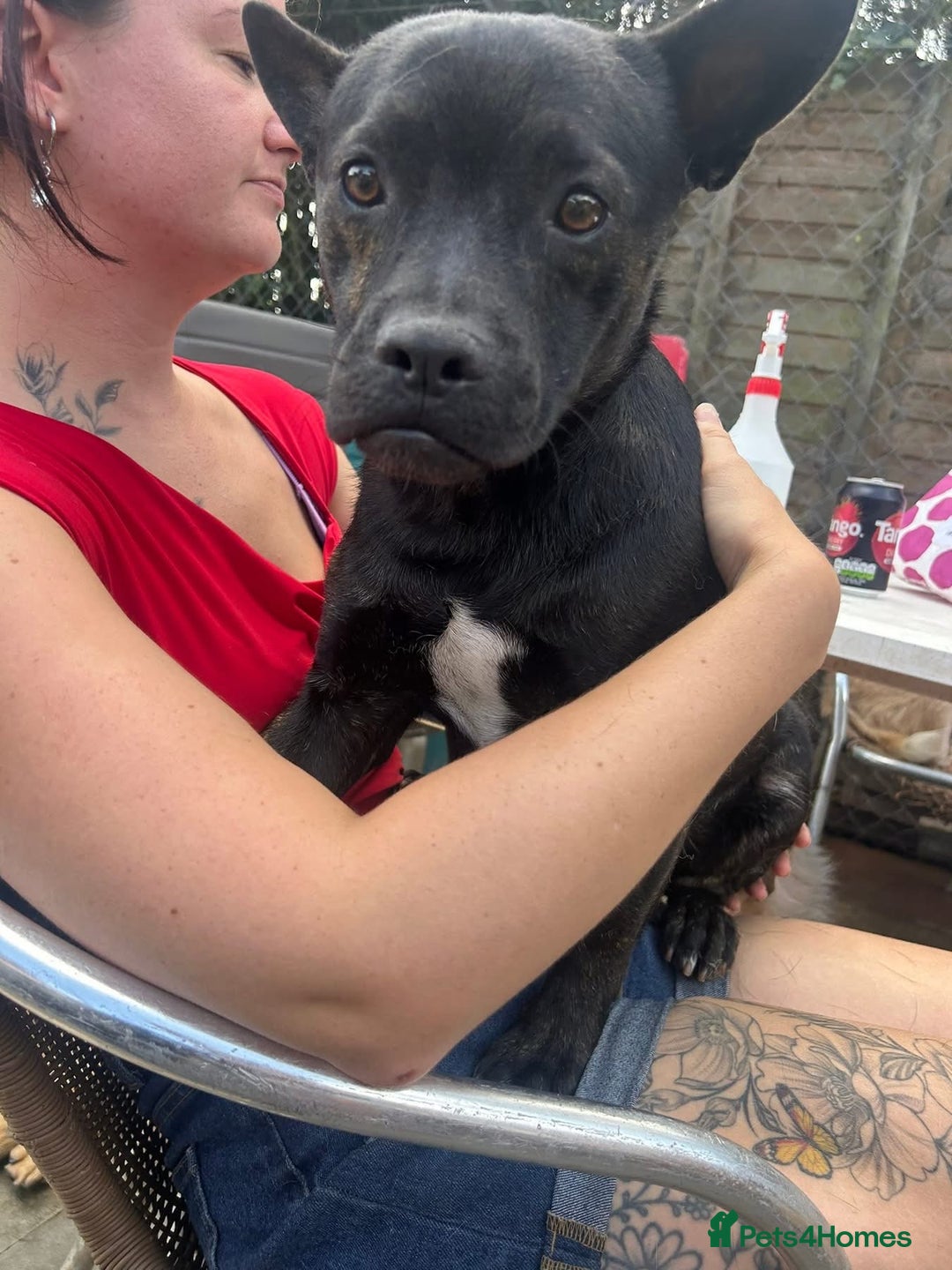 Mixed Breed dogs for adoption: Jack - Norwich Norfolk  - Image 3