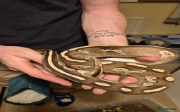 Python Snake reptiles for sale: Cb23 Black Head Mojave Ball python  - Image 3