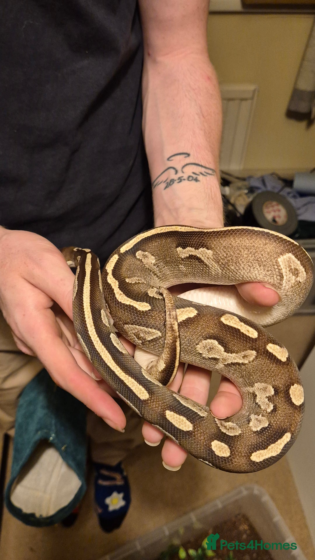 Python Snake reptiles for sale: Cb23 Black Head Mojave Ball python  - Image 3