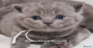 British Shorthair cats  Gccf British shorthair kittens champion lines 🏆 - Advert 11