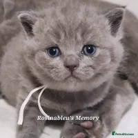 British Shorthair cats Gccf British shorthair kittens champion lines 🏆 - Advert 11