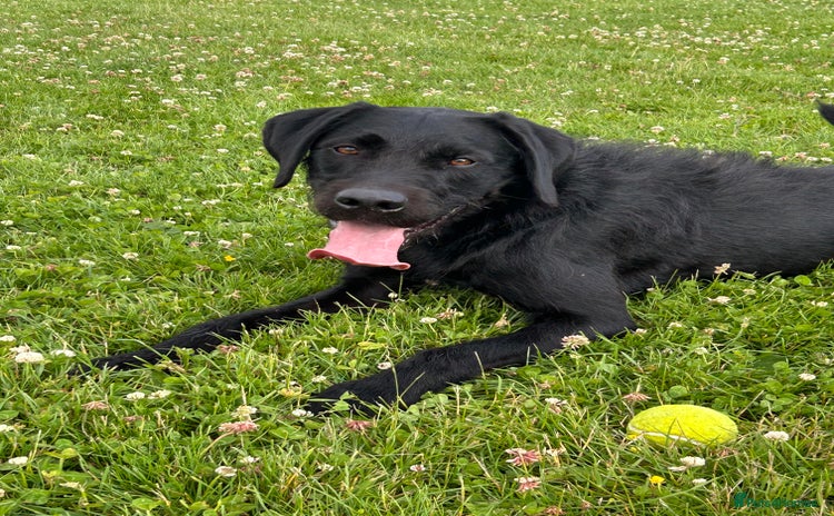 Mixed Breed dogs - Advert 16