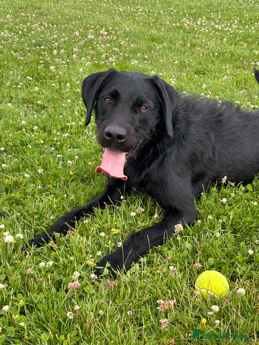 Mixed Breed dogs for sale: Beautiful lab/pointer boy for sale - Image 1