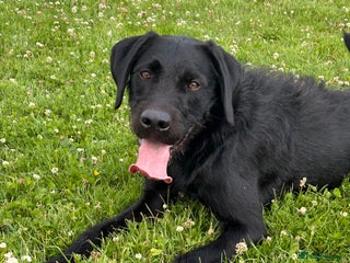 Mixed Breed dogs Beautiful lab/pointer boy for sale - Advert 1