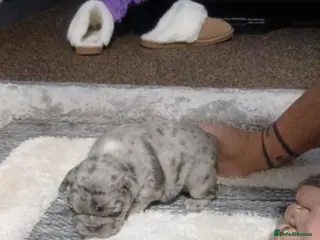 French Bulldog dogs French bulldog - Advert 6