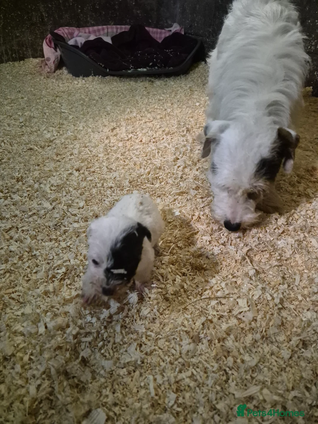 Mixed Breed dogs for sale: Lovely Jack russel x sealyham terrier pups. - Advert 2