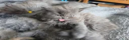Persian cats for sale: Last female persian kittens ready now - Advert 12