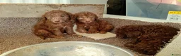 Bedlington Terrier dogs for sale: Beddlington terrier pups for sale - Advert 6