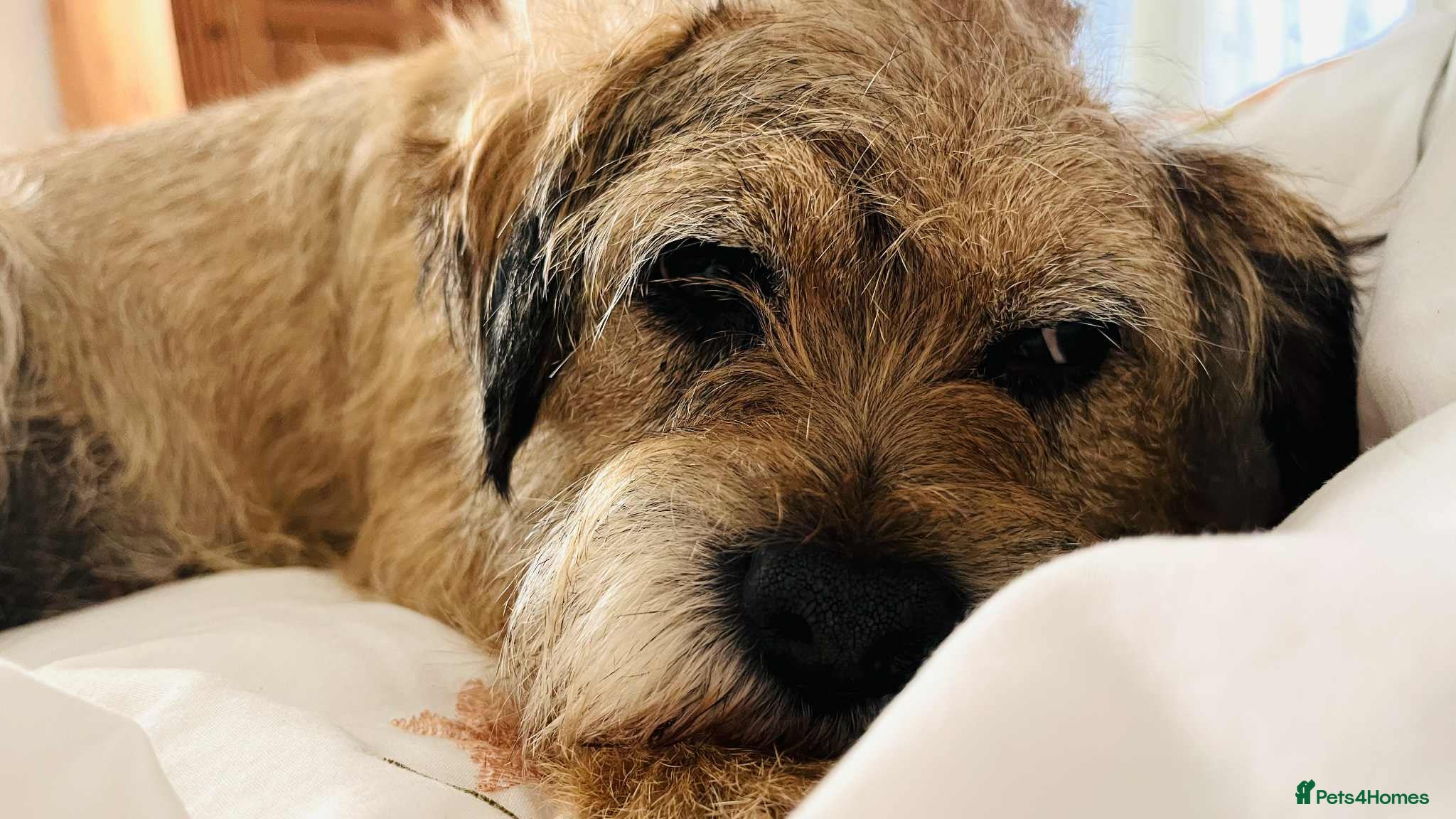 Border Terrier dogs 7 gorgeous Border Terrier puppies!!  - Advert 9