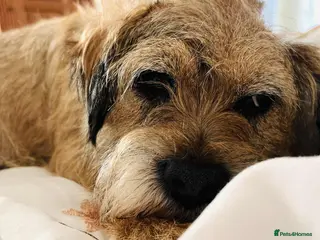 Border Terrier dogs 7 gorgeous Border Terrier puppies!! - Advert 9