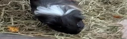 Guinea Pig rodents for sale: 2 male Guinea Pigs for sale in Cramlington - Advert 4