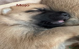Mixed Breed dogs for sale: Beautiful Inca & handsome Nanuq PUPDATE x2  - Image 25