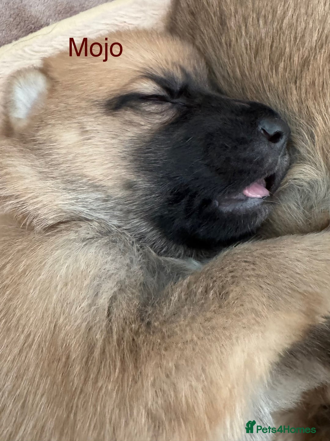 Mixed Breed dogs for sale: Beautiful Inca & handsome Nanuq PUPDATE x2  - Image 25
