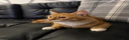 British Longhair cats for sale: Domestic longhair  - Advert 2