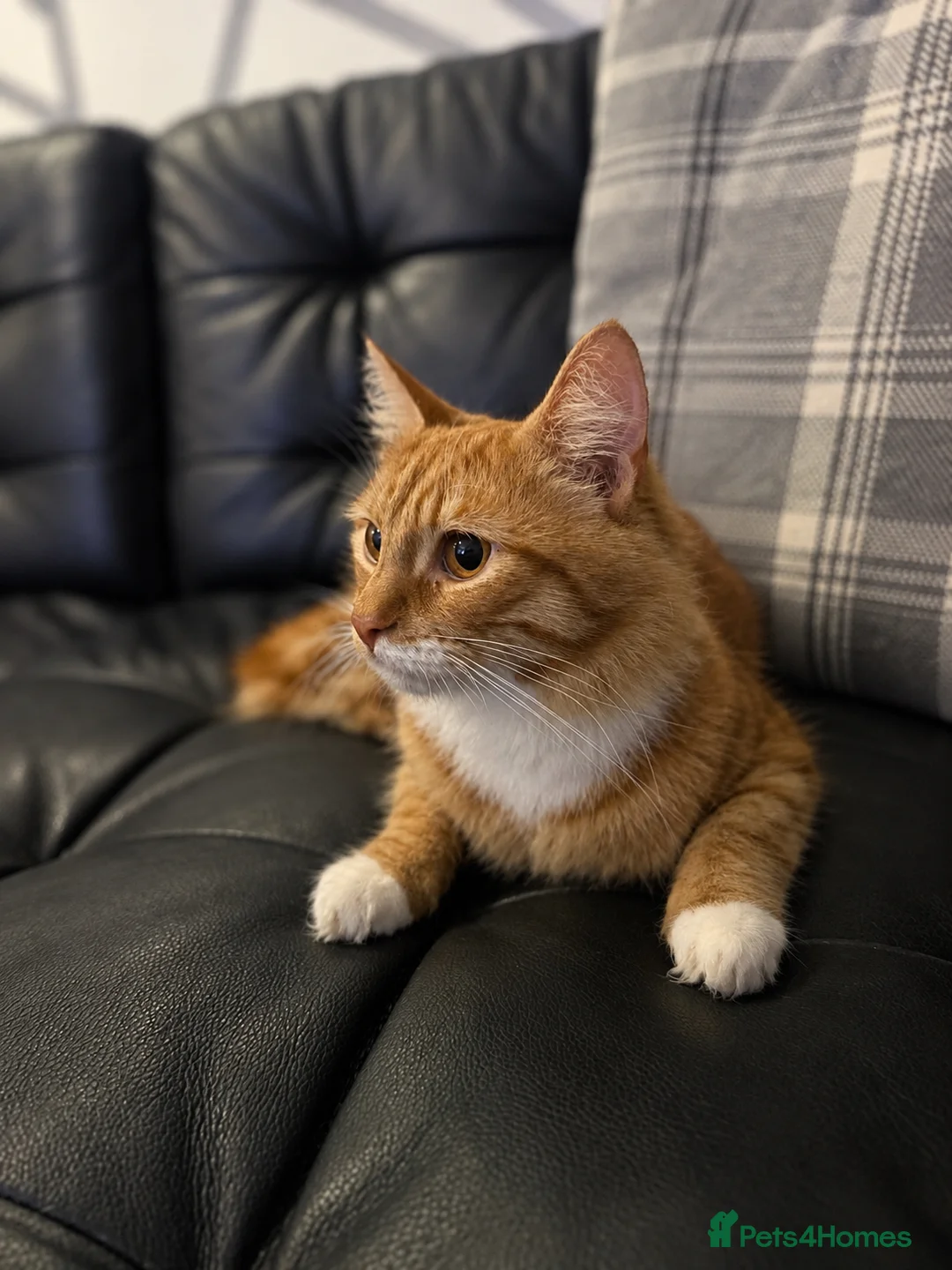 British Longhair cats for sale: Domestic longhair  - Advert 2