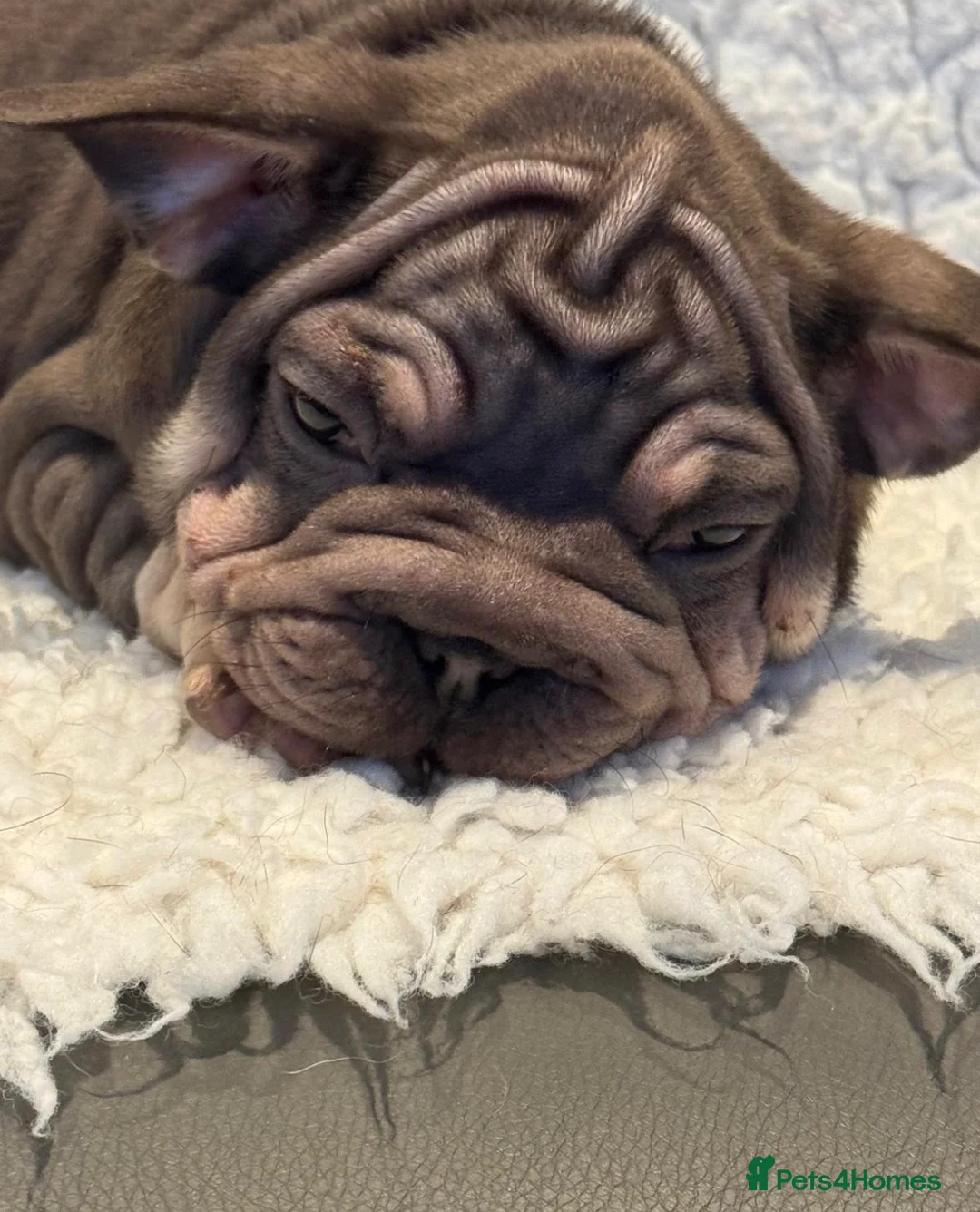 French Bulldog dogs for sale: Beautiful French bulldog puppies - Advert 1