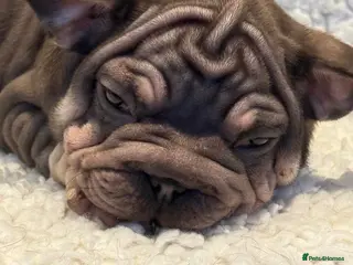 French Bulldog dogs Beautiful French bulldog puppies - Advert 5