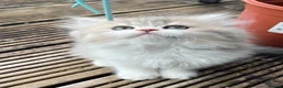 Persian cats for sale: Fluffy Adorable Persian Kittens–Ready to Go Now - Advert 9