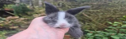 Angora rabbits for sale: ADORABLE ANGORA BABIES-PARENTS IMPORTED 🇫🇷  - Advert 12
