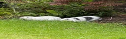 Mini Lop rabbits for sale: 2 beautiful girls  in Chorley - Advert 5