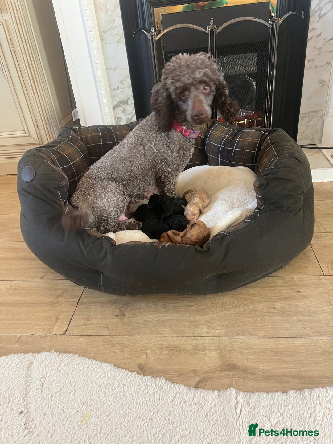 Poodle dogs for sale: Miniature toy poodles for sale - Advert 10