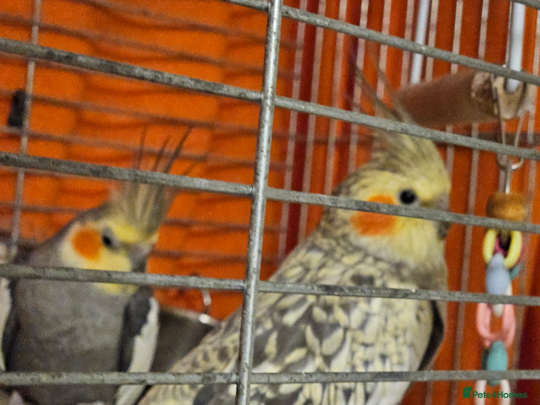 Cockatiels birds for sale: Breeding pair Cockatiels - Image 2