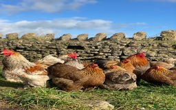 Mixed Breed birds for sale: Point of lay Hens & Pullets – VARIOUS BREEDS 🦚  - Image 34