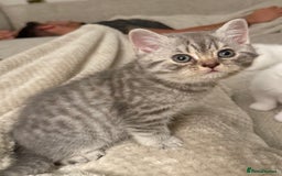 British Shorthair cats for sale: Beautiful rare colour BSH kittens  - Image 4