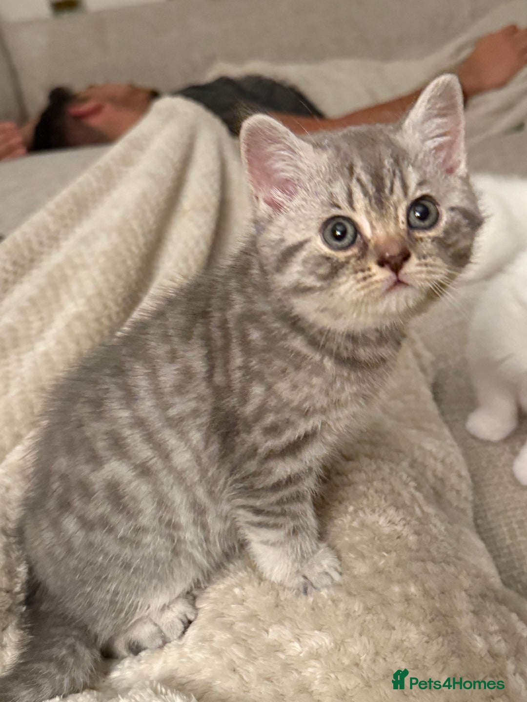 British Shorthair cats for sale: Beautiful rare colour BSH kittens  - Image 4