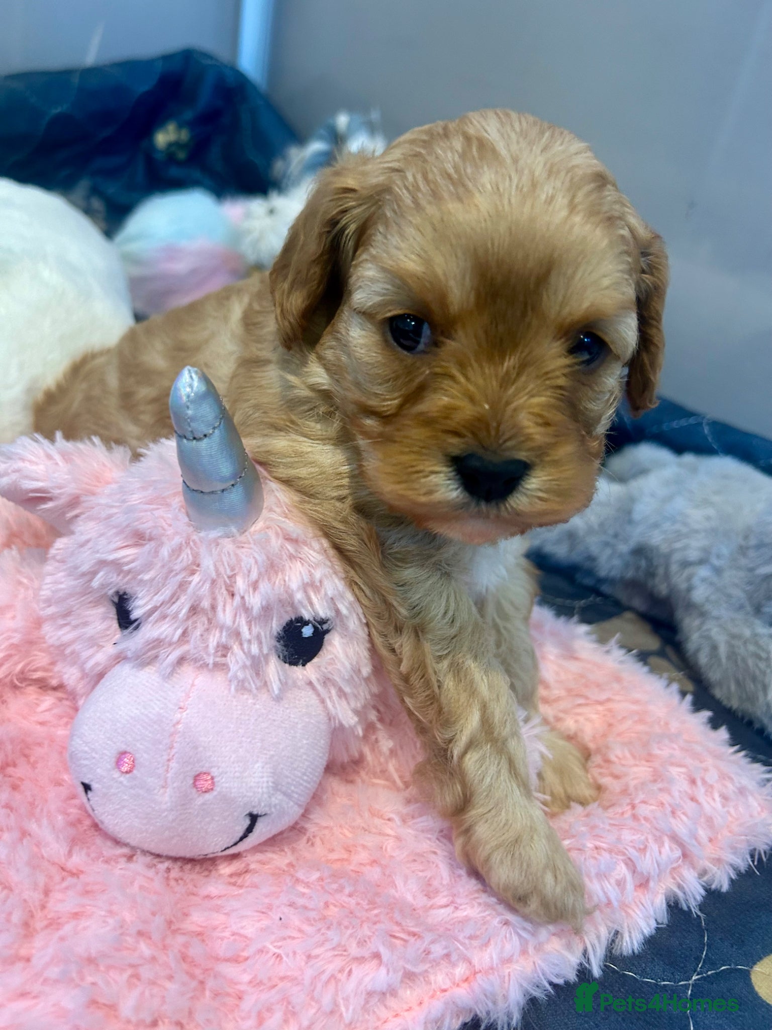 Cavapoo dogs F1 🌈 litter of Cavapoo cuties clear 🧬 parents  - Advert 2