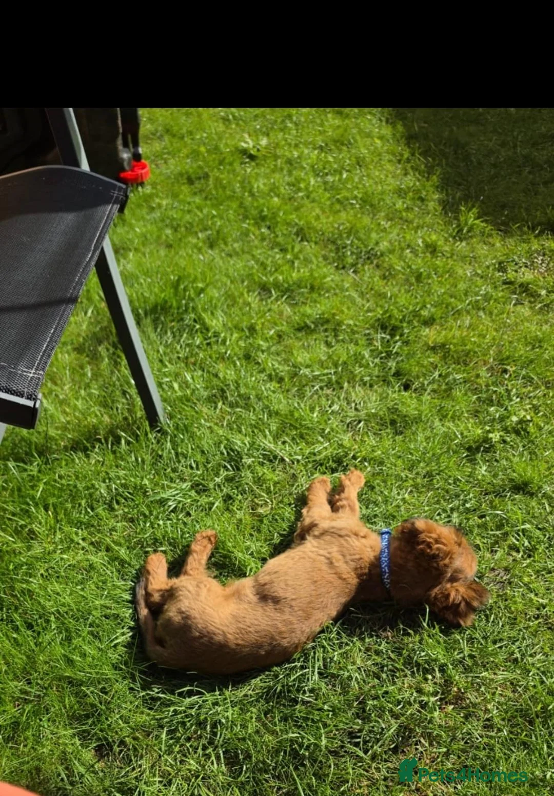 Cavapoochon dogs for sale: Fully Vaccinated Male Cavapoochon - Advert 4