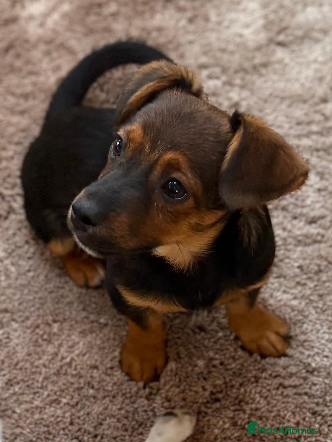 Jack Russell dogs for sale: Traditional Short-legged Jack Russell Boy. - Image 22