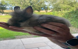Lionhead rabbits for sale: Beautiful Lionhead Baby Bunnies - Image 7