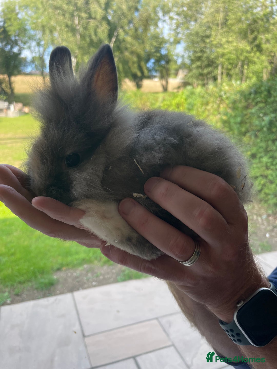 Lionhead rabbits for sale: Beautiful Lionhead Baby Bunnies - Image 7