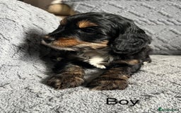 Mixed Breed dogs for sale: Poodle x Biewer terrier boys  - Image 11