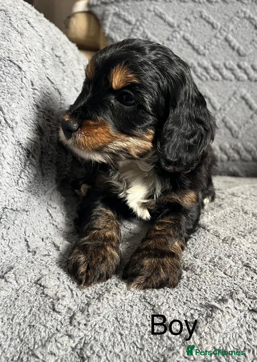 Mixed Breed dogs for sale: Poodle x Biewer terrier boys  - Image 11