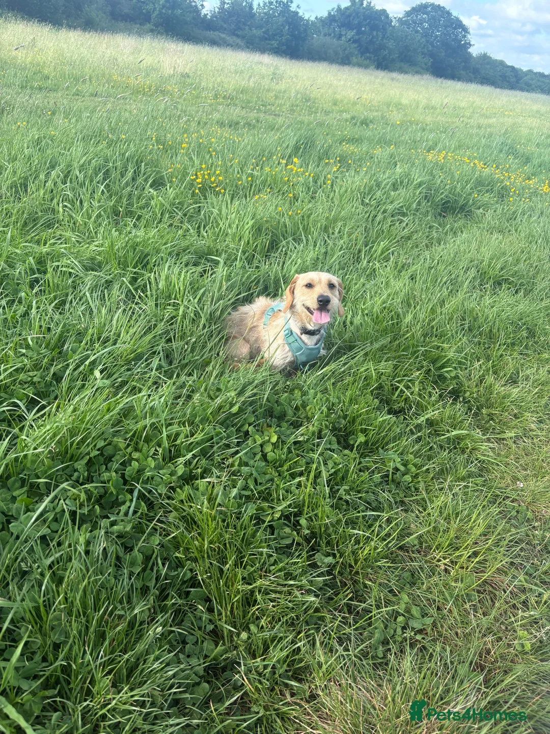 Mixed Breed dogs for sale: Poochon x dachshund  - Advert 1
