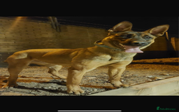 Belgian Shepherd Dog dogs for sale: Chunky Boy Top working lines  - Image 6